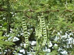 Image result for Acacia quiterajoensis