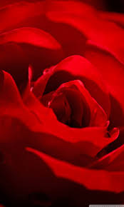 Maybe you would like to learn more about one of these? Love Rose Wallpaper For Smartphone 768x1280 Wallpaper Teahub Io