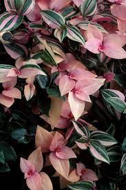 You'll typically see them flower in shades of pink, red, orange, and yellow. 53 Purple House Plants Purple Indoor Plants Ideas In 2021 House Plants Plants Indoor Plants