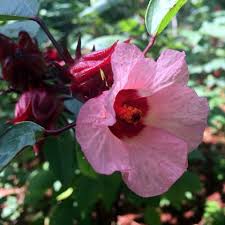 Roselle Hibiscus Sabdariffa In Jamaica It Is More Popularly Known As Sorrel Roselle Plants Hibiscus