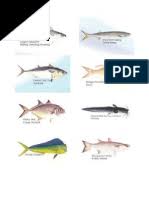 Banyak sekali jenis ikan air tawar, mulai dari ikan hias, hingga ikan untuk dikonsumsi, yang tersebar di lautan indonesia. Ikan Air Tawar Di Malaysia