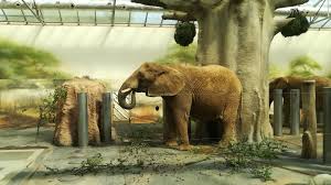 Zabránit mu může jedině finanční injekce ze strany státu, dodal. Zoo Dvur Kralove Nad Labem Osobni Pruvodce A Vse Dulezite