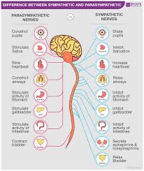 differences between sympathetic and parasympathetic nervous