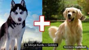 Ciftlesme Sonucu Ortaya Cikan 10 Kopek Irki Pitbul Sibirya Kurdu Alman Kurdu Vb Youtube