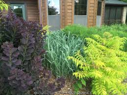 Image result for Renealmia susanneae-katziae