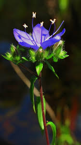 Image result for Hydrolea brevistyla