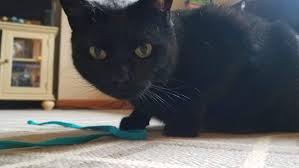 【make a wish】is trending on iqiyi with multiple subtitles. New App Transforms Your Cat S Meows Into Actual Words Nerdist