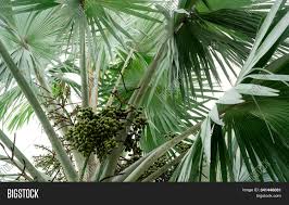 Cabbage palmetto has fragrant flowers. Closeup Palm Tree Image Photo Free Trial Bigstock