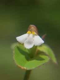 Image result for Vandellia diffusa