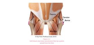 Groin Pain Structures And Conditions That Can Contribute To Groin Pain