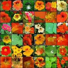 Parmesan cheese, nasturtium, pine nuts, rock salt, olive oil and 1 more. 7 Ways To Use Nasturtiums In Food Wikihow
