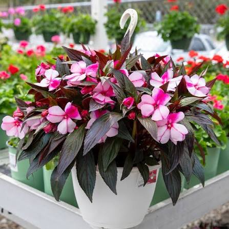 Impatiens New Guinea Sapling