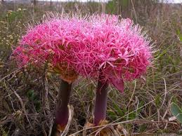 Image result for Boophone disticha