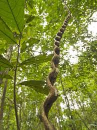 Amazon Amazon River A Liana Reaches Down To The Forest Floor From The Rainforest Canopy Amazon Photographic Print Paul Harris Allposters Com In 2020 Rainforest Forest Floor Amazon River