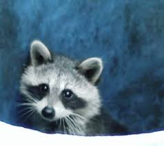 Pin On Raccoons