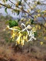 Image result for Turraea holstii