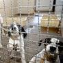 Brazil Proposes National System to Streamline Animal Abuse Reporting