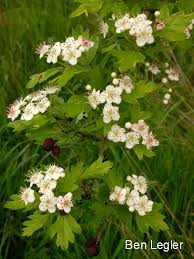 Buy washington hawthorn trees (crataegus phaenopyrum) with delivery right to your door. Common English Hawthorn Identification And Control Crataegus Monogyna King County