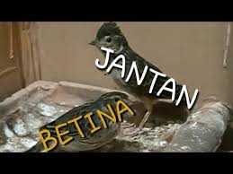 Silakan bandingkan robin jantan dan betina. Tips Cara Membedakn Branjangan Jantan Dan Betina Youtube