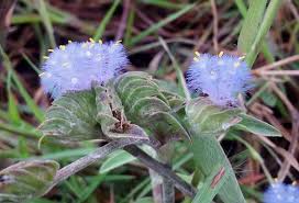 Image result for Cyanotis lanata