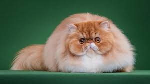 The body, neck, legs and tail are long. Persian Cat Breed Appearance And Personality Traits Care Catmagic