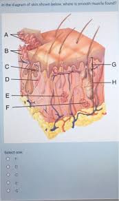 Smooth muscle, muscle that shows no cross stripes under microscopic magnification. Solved In The Diagram Of Skin Shown Below Where Is Smoot Chegg Com