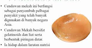 Maybe you would like to learn more about one of these? Herba Adalah Penawar Pelbagai Penyakit Benih Cendawan Mekah Kambuch