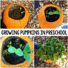 In a flowering plant, three parts work together to help a seed develop and grow into a new plant. Planting Pumpkin Seeds In A Pumpkin Preschool Activity