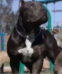Why The Heavy Chain Pitbull Terrier Pitbulls Dogs