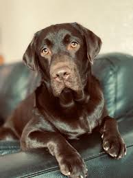 Good Morning From Sally Labradorablesally Labrador Dog Bestdog Puppy Labrador Retriever Funny Dog Friends Dogs