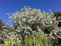 The flowers are very fragrant. Good Trees For Urban Gardens Crabapple In Your Future My Edmonds News
