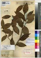 Image result for Scolopia stolzii