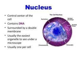 Nucleus Components Function Diagram Classification Of Chromosomes Cell Theory Cells Project Human Cell Structure