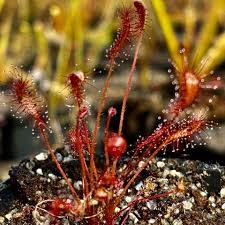 Image result for Drosera affinis