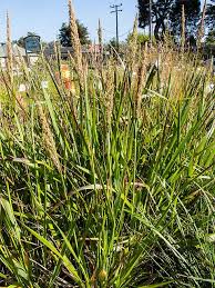 Image result for Stenostelma corniculatum