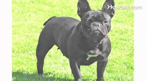 Pros and cons of owning a french bulldog. Pros Cons Of A French Bulldog Dog Breeds Youtube