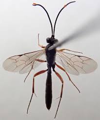 Image result for Habenaria ichneumonea