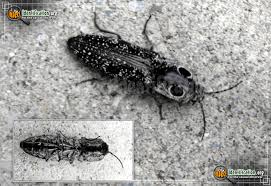 Black And White Striped Beetle California Eastern Eyed Click Beetle