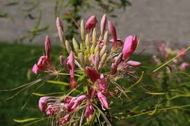 Image result for Cleome maculata