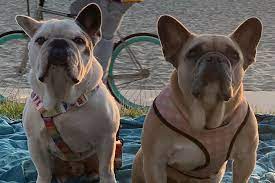 Gaga needs to take that 500k and pay the dogwalker at least 25% of that money. Lady Gaga S Dogs Were Found Tied To Pole In Alley By Good Samaritan