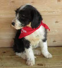 Border Collie Standard Poodle Mix Ky Standard Poodle Mix Puppy Time Poodle Mix
