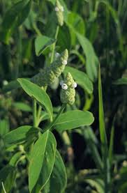 Image result for Sphenoclea zeylanica