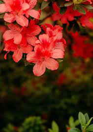 خلفيات ورود متحركة , صور ازهار طبيعيه في منتهى الجمال السابق اجمل عبارات عن الام , عبارات صادقة وجميلة عن الام التالي متى ينتهي الوحم , موعد توقف الوحم عند الحامل Ø®Ù„ÙÙŠØ§Øª Hd Ø´Ø¬Ø±Ø© ÙˆØ±ÙˆØ¯