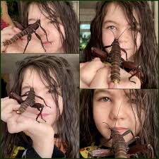 Any idea what this guy/gal is? Temecula, California USA