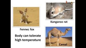 It also can bear the brunt strong sandy winds. Science How Animals And Plants Adapt To Desert Habitat Hindi Youtube