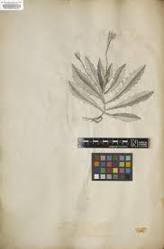 Image result for Lobelia welwitschii