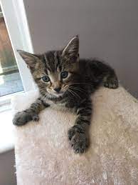 Polydactyl activity description is not available. Hemingway Kittens For Sale Off 71 Www Usushimd Com