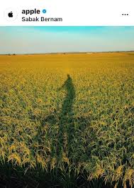 Foto sawah sawah padi kedah sawah di bali petani padi sawah tanah sawah lukisan sawah wallpaper sawah pemandangan sawah padi gambar sawah irigasi gambar ekosistem sungai alat panen padi sawah padi background gambar pesawahan sawah desa icon sawah padi. 3 Gambar Anak Tempatan Guna Smartphone Diiktiraf Instagram Rasmi Apple Saiful Nang Academy