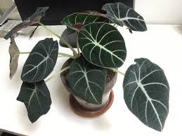 As part of the very exclusive club of plant species with (almost) black foliage, alocasia reginula 'black velvet' makes a striking statement wherever you put it. My Alocasia Black Velvet Got This One Back In May With 3 Leaves Houseplants