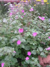 Image result for Pavonia rogersii